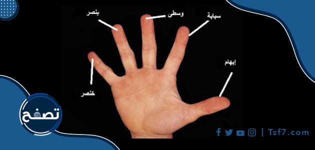 اصابع اليد3