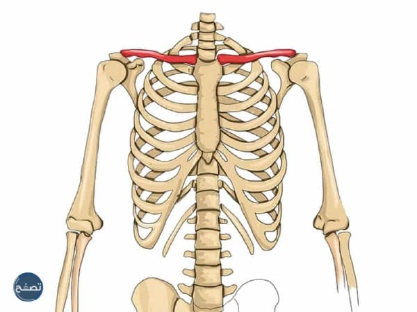 عظام اعلى القفص الصدري ذكرت في القران