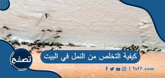 كيفية التخلص من النمل في البيت