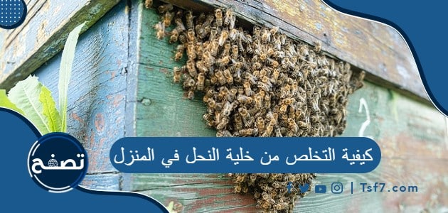 كيفية التخلص من خلية النحل في المنزل