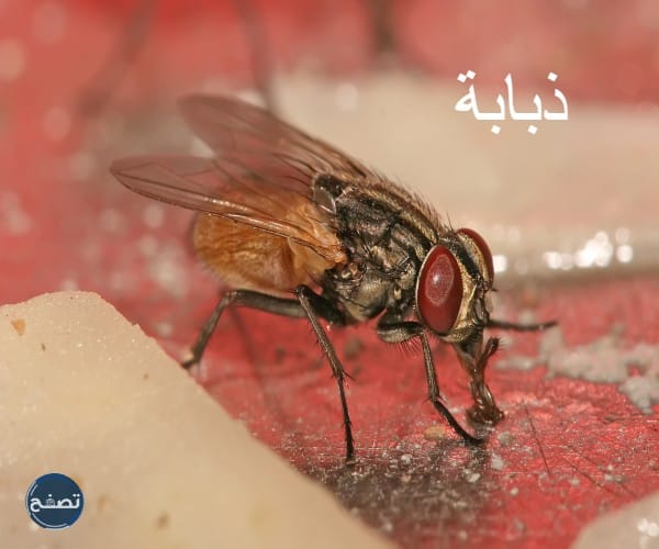 أسماء حيوانات بحرف الذال ، أسماء حيوانات بحرف ذ ذكرت في القرآن