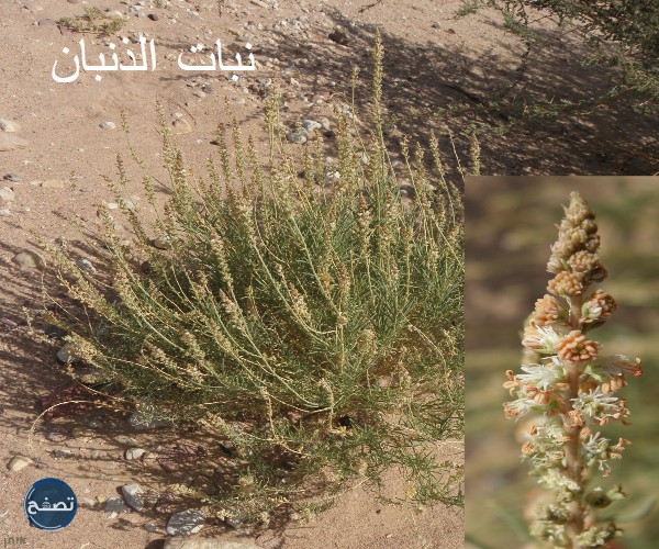 اسم نبات بحرف الذال – موقع فكرة