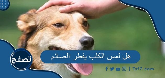 هل لمس الكلب يفطر الصائم ، هل يجوز لمس الكلاب في رمضان
