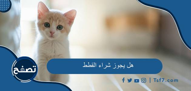 هل يجوز شراء القطط وما حكم تربية القطط في الإسلام 