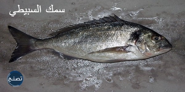 انواع السمك في الامارات بالصور