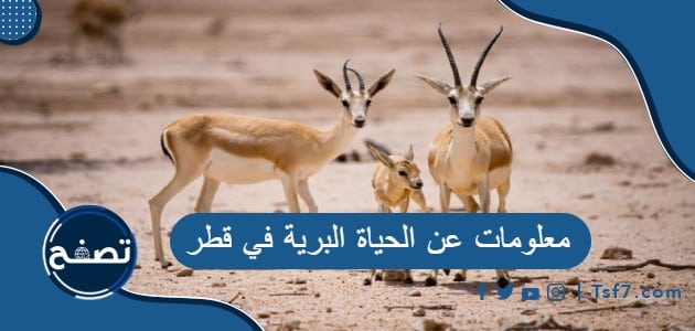 أهم المعلومات عن الحياة البرية في قطر