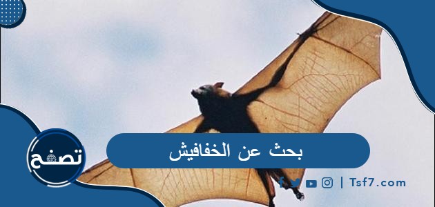 بحث عن الخفافيش كامل بالعناصر pdf وdoc
